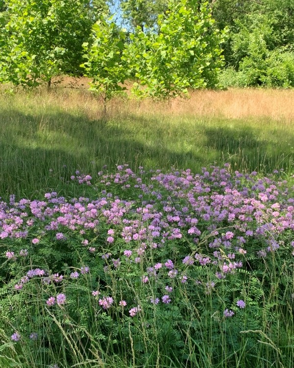 A grassy field with trees and colorful flowers.