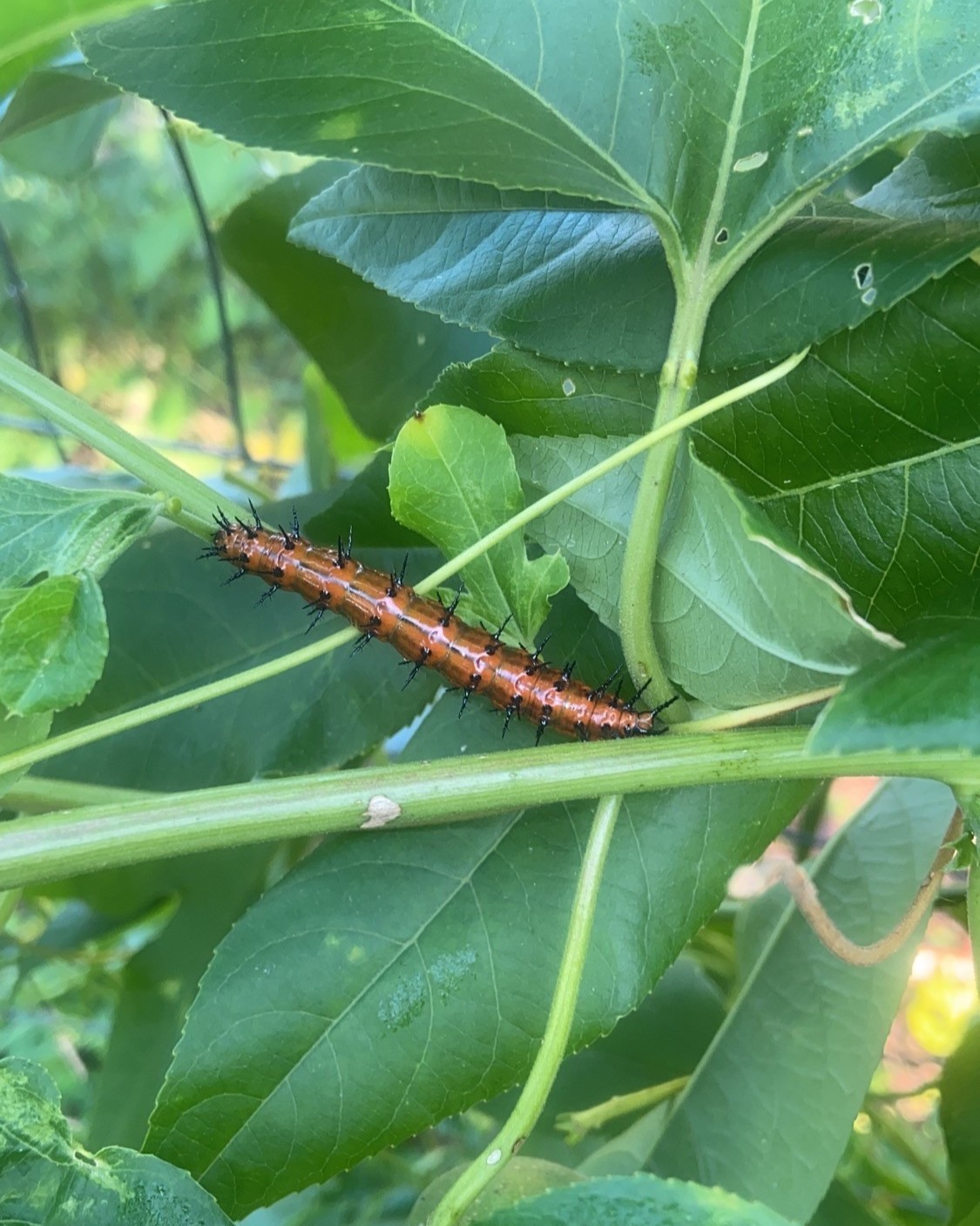 A close-up image of a plant with a large caterpillar on it. 