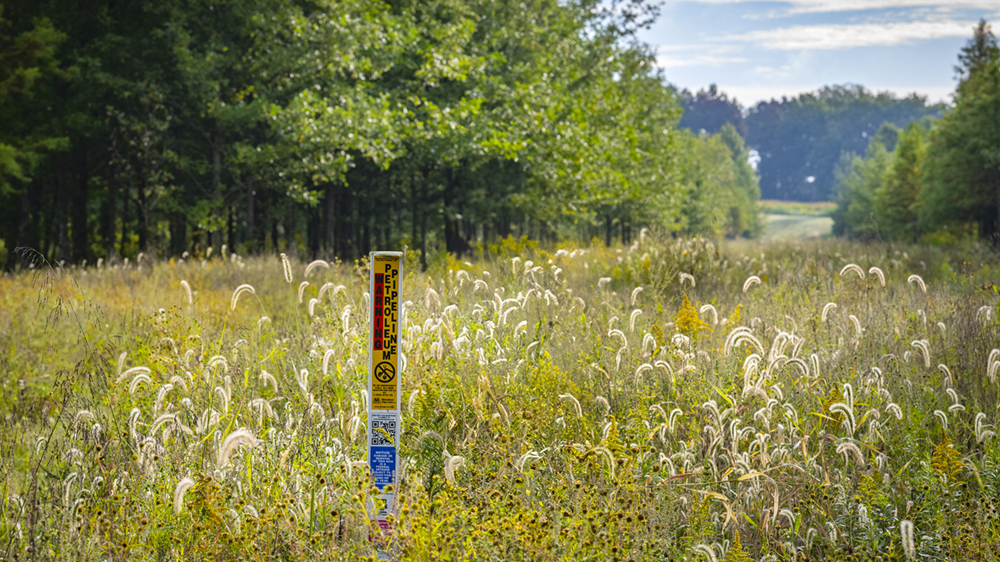 A pipeline marker in a grassy area between trees.