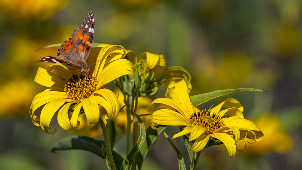 A butterfly sits on a yellow flower.