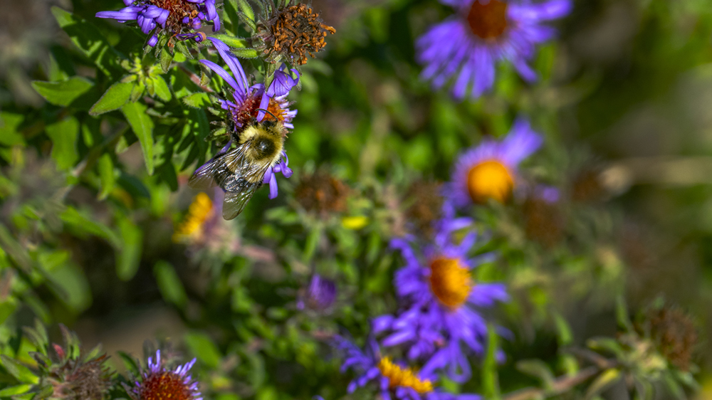 A black and yellow bee hangs on a purple and orange flower.