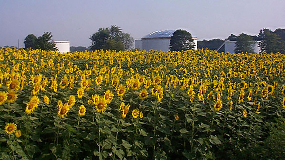 A large field of blooming sunflowers stretches toward the horizon, with several white storage tanks and green trees in the background under a hazy blue sky.
