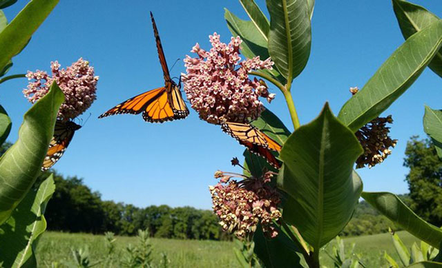 Monarch butterlies feeding on pink flowers in a field