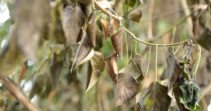 Discolored vegetation caused by pipeline leaks