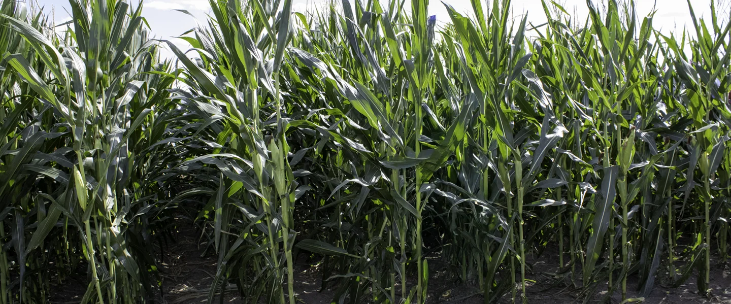 MPL's Christina Frohning smiling and standing in front of corn stalks