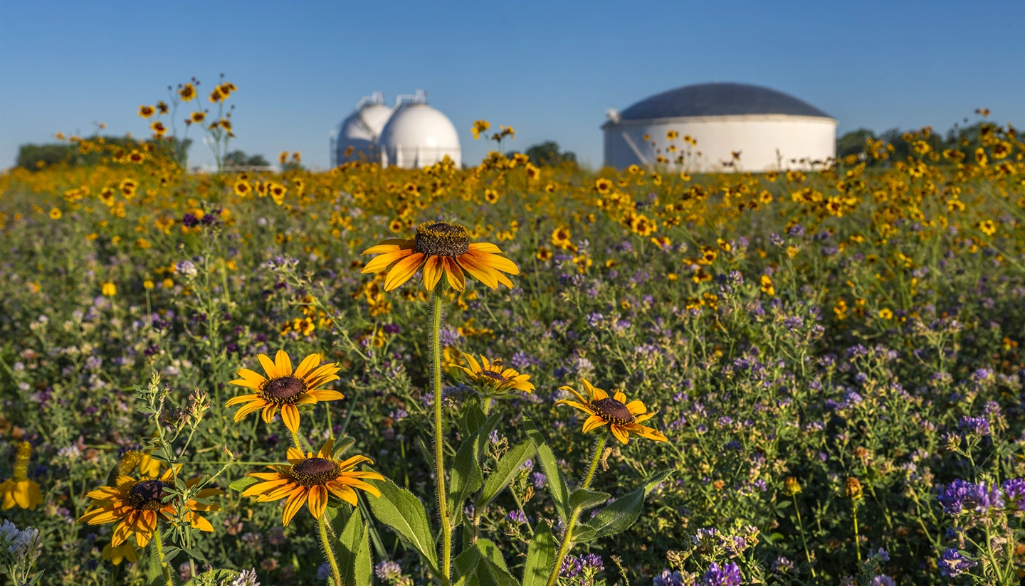 A field of yellow and purple wildflowers with large industrial storage tanks in the background under a clear blue sky