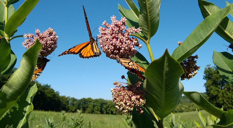 A monarch butterfly landing on a cactus flower