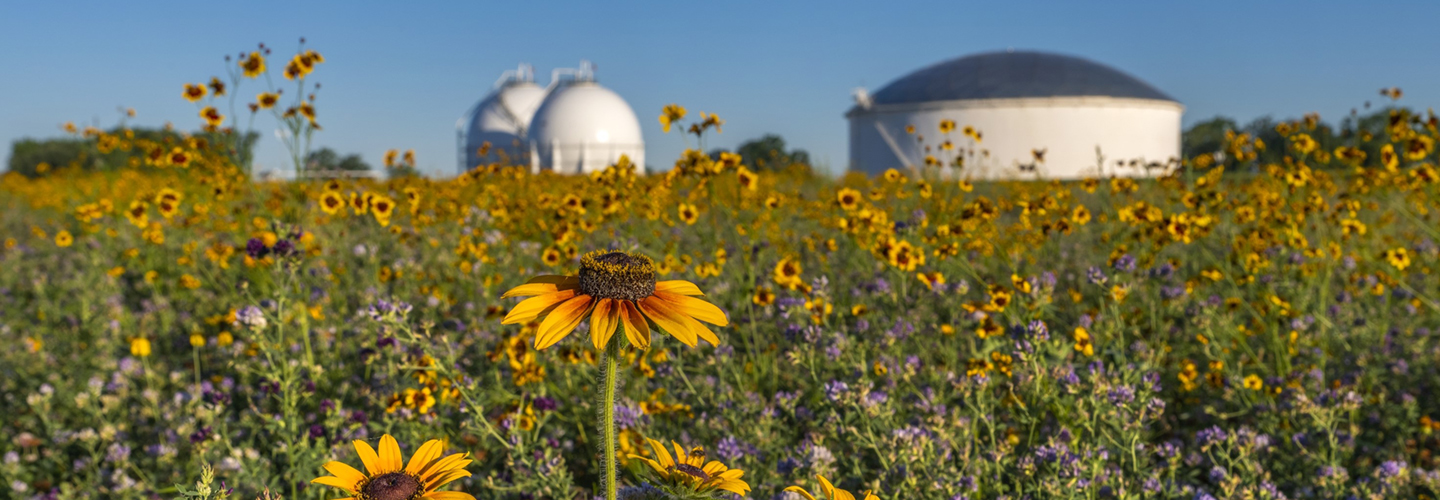 A field of wildflowers with prominent yellow blooms in the foreground, and large white industrial storage tanks in the background under a clear blue sky