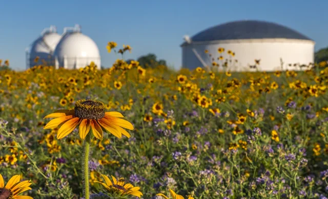 A field of wildflowers with prominent yellow blooms in the foreground, and large white industrial storage tanks in the background under a clear blue sky